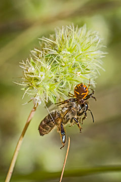 Araña cazando a una abeja en una flor de tomillo blanco (mejorana).