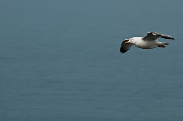 mouette en vol droite