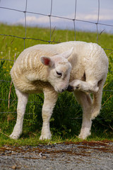 Junge Schafe in Schottland