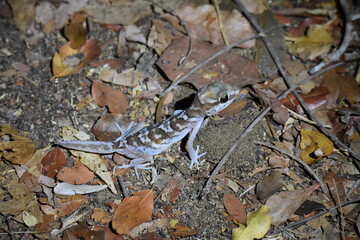 Ocelot gecko (Madagascar ground gecko) in Kirindy Reserve, Madagascar