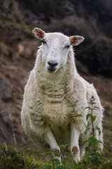 Naklejka na ściany i meble Schafe in den Highlands