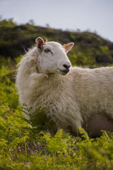 Obraz premium Schafe in den Highlands