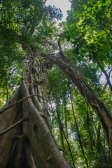 Fototapeta premium plantes