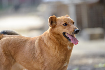 Homeless dog from a dog shelter on nature