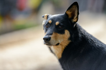 Homeless dog from a dog shelter on nature