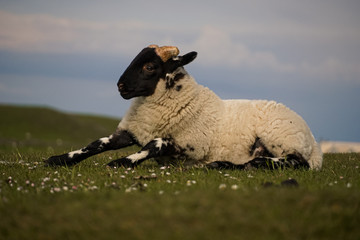 Junge Schafe in Schottland