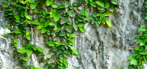 Green trees crawling along the wall