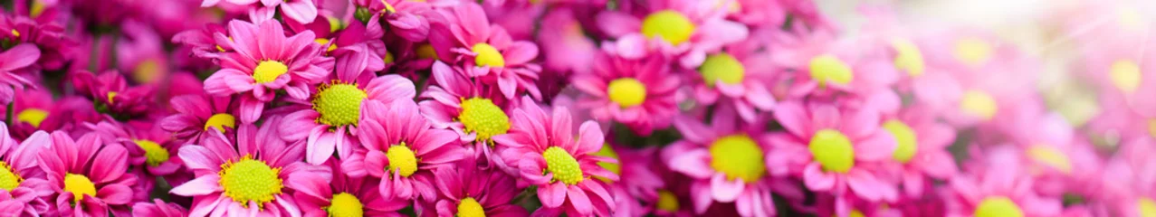 Fototapeten Purple and yellow flowers bunch. Bouquets of blossom rainbow Chrysanthemum floral. Violet colored daisy flower with sun light in background. © Milan