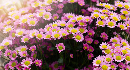 Obraz premium Purple and yellow flowers bunch. Bouquets of blossom rainbow Chrysanthemum floral. Violet colored daisy flower with sun light in background.