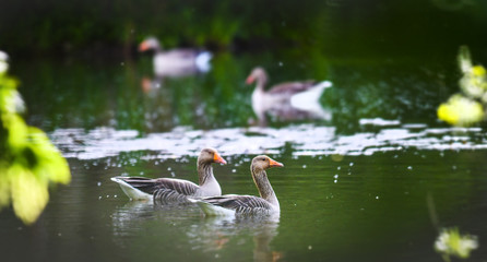 Greylag goose group (anser anser) in beautiful water pond. Grey geese photo.