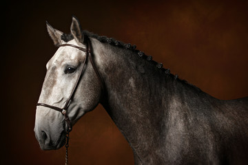 Portrait cheval lusitanien gris