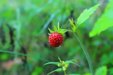 Wild strawberries in the forest