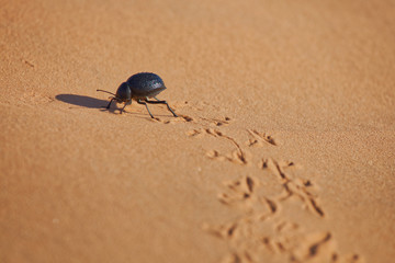 black hologram beetle in desert with footprints in sand