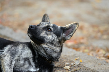 Homeless dog from a dog shelter on nature