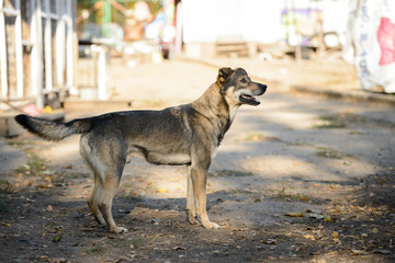 Homeless dog from a dog shelter on nature