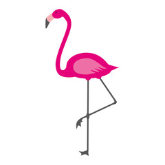 Flamingo isolated on white background. Vector pink flamingo.