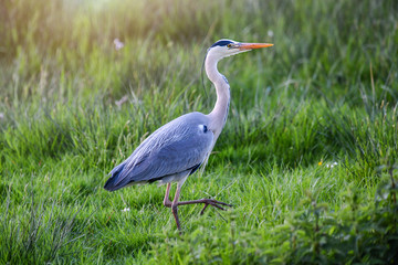 Fototapeta premium Beautiful bird grey heron on natural habitat in high green grass. Ardea cinerea