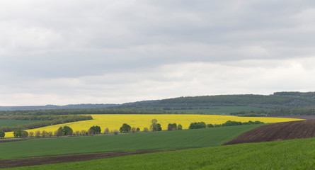 View with yellow rape field.