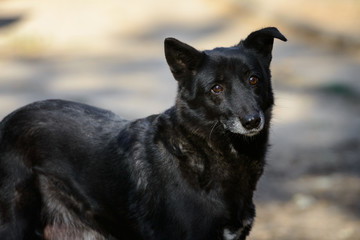 Homeless dog from a dog shelter on nature