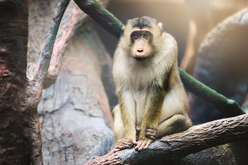 A small monkey lives in natural forest habitat.