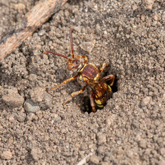 Nomada (cuckoo bee) emerging from Andrena (mining bee) nest