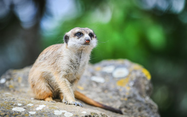 Portrait of meerkat on stone with color backround. lat. (Suricatta suricatta)