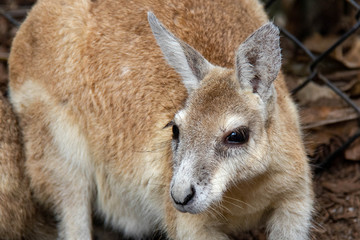 wild exotique animals