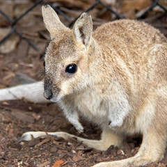 wild exotique animals