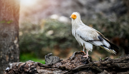 Egyptian Vulture on rustic wooden stump in natural habitat. (Neophron percnopterus)
