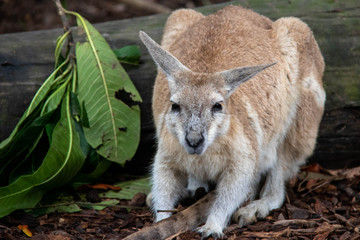 wild exotique animals