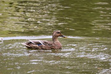 Portrait einer Stockente an einem Teich, Gewässer