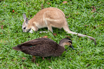 wild exotique animals