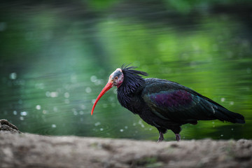 The northern bald ibis bird or waldrapp (Geronticus eremita) natural habitat.