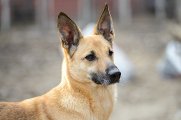 Homeless dog from a dog shelter on nature