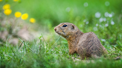 Naklejka na ściany i meble European ground squirrel on green meadow. Spermophilus citellus