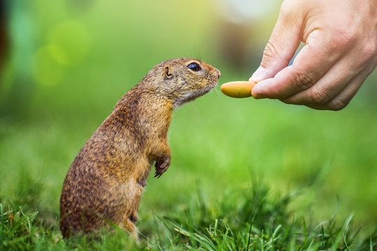 European ground squirrel on green meadow. A man is feeding little cute squirrels from his hand. Spermophilus citellus