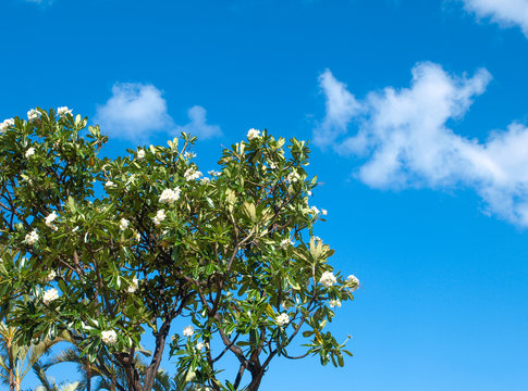 Frangipani flower tree on the blue sky background