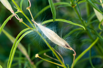 Milkweed seed pods coming out of plants  to float away