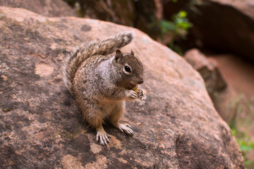A squirrel sits on the ground and eats a cookie. American squirrel in zion national park america. Cute animal beggar. The concept of conservation of the environment and wildlife.