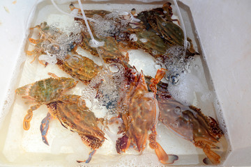 Crabs are in a foam tank