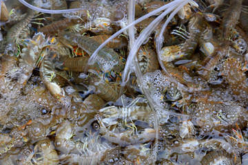 Fresh skin shrimps are stacked together