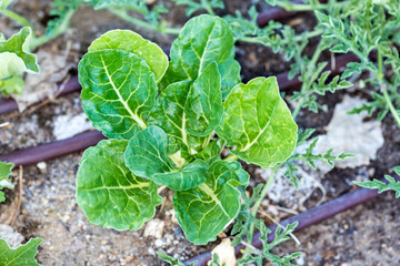 Green leafy vegetable chard leaves in garden