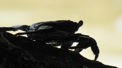 Sea crab's on the prowl