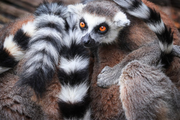 Lemur