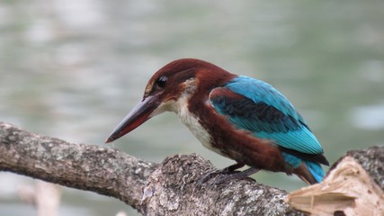 Colorful bird looks at the camera lens in surprise