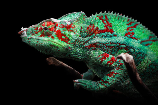 Chameleon