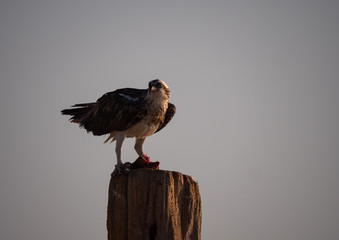 Osprey perched eating fish on Hawar Islands in the Arabian Gulf between Bahrain and Qatar