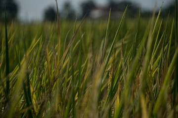 Closeup of yellow and green paddy rice grain field with green leaf in the day time, organic paddy rice isolated in green background.