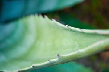 Obraz premium Close up yucca leaves with thorns color.