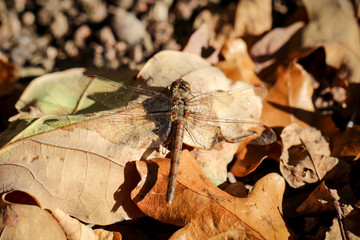 Das Portrait, eine Studie von Libellen in der Natur